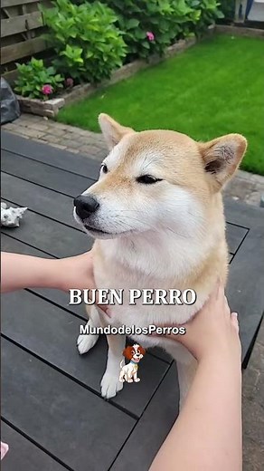 Shiba Inu 🐶 Razas de Perros 🐾 #perro #razasdeperros #shibaInu