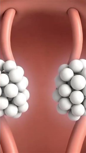 Twins Baby inside view in Mother #TwinPregnancy #TwinsInWomb