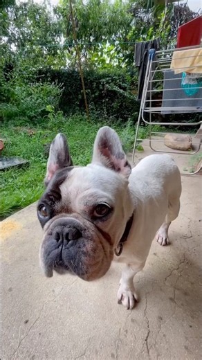 어제는 비가 오는 날이라서 정말 지루했어요 🤦🏼‍♂️#프렌치불독 #불독 #강아지 #frenchbulldog #bulldog