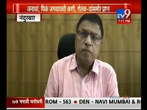 Nandurbar Water Crisis: जनावरं, पिकं जगवायची कशी , शेतकऱ्यांसमोर प्रश्न-TV9