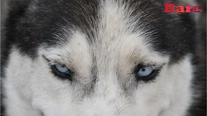 805K views · 12 reactions | Dogs see the world completely different than humans especially at night. GET EVEN FURRIER ==> on.rare.us/animals | The Crowd | Facebook