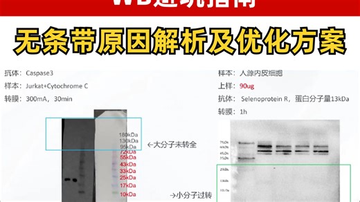 WB避坑指南：无条带原因解析及优化方案