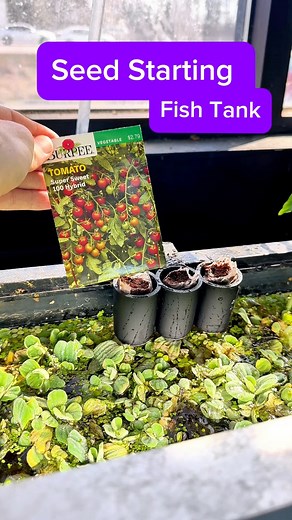 550K views · 3.3K reactions | I’m starting my vegetable garden in the...