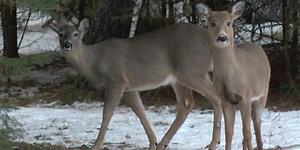Results of CWD testing after deer hunting seasons released by DNR
