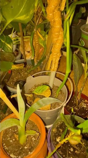 Orange Cat Behavior Has Already Started - Kitten vs Plants 🪴 #shorts #kitten