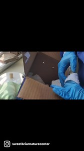 Fleas, fleas and more fleas! This baby squirrel needed a bath! We simply use a ring of dish soap which we apply to the neck, it prevents the fleas from running to the head of the animal we are treating- all the fleas simply drown! Why don’t you ever see baby squirrels in the wild? The simple answer is, baby squirrels usually don't leave the nest until they are fully furred and can survive on their own so, without seeing the mother right next to the babies, they all look about the same size. | Sw