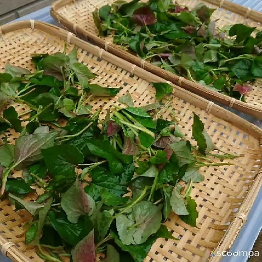 How to make Houttuynia cordata tea (sun-drying)