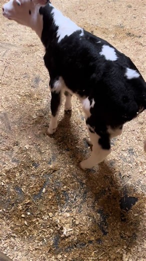 Silly Baby Cow Daisy's Funny Moments on the Farm