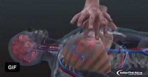 3D animation of what's happening inside the body when CPR is applied. - WTF