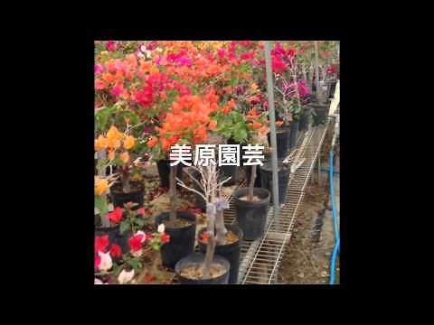 美原園芸 沖縄一のブーゲンビレア専門店