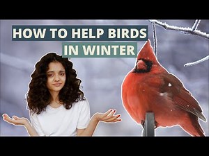7 Easy Ways How To Help Birds During Winter