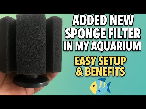 Added New Sponge Filter in My Aquarium 🐠 | Easy Setup & Benefits