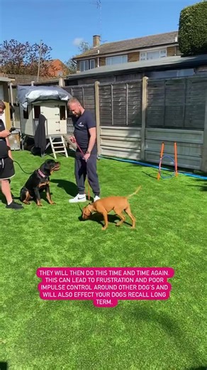 414K views · 2.8K reactions | Introducing your dog to another  | Southend Dog Training | Facebook