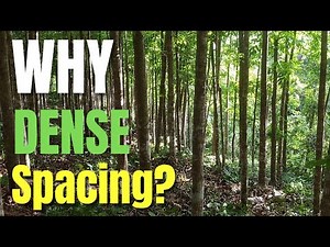 Correct Spacing for Planting Mahogany Trees | Tree Farming Guide (With English Subtitle)