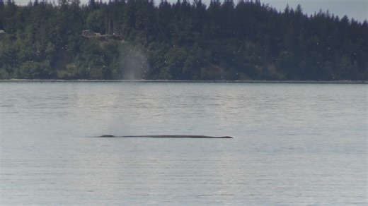 While fishing in Blackfish Sound near Port McNeill, BC yesterday, we were surrounded by humpback whales. One was sleeping. floating not far from our boat for a couple of hours. At one point in the day, another put on a tail slap display that went on for a few minutes! | Love Your RV & Boat
