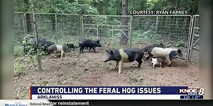 Controlling the feral hog issues