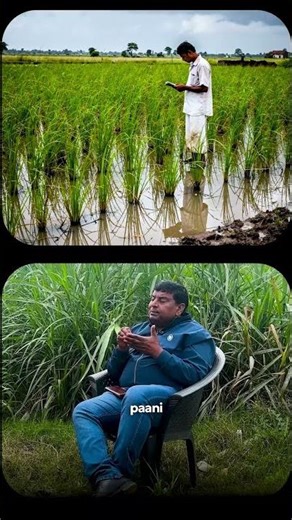 Napier Grass ke liye Best Season kaunsa hai? #farming