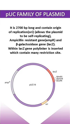 PLASMID VECTOR (BACTERIA)