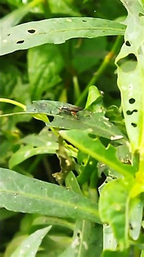 What are AMAZING Grasshopper facts?