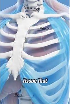 “Fascia Explained: The Hidden Network Connecting Your Muscles”#fascia#anatomy #shorts