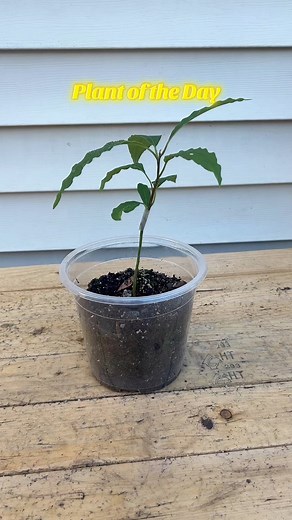 Plant of the Day: Avocado Tree #thegreenstead #gardening #avocado | Thegreen Stead