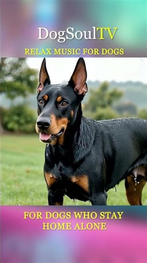 Dogs Watch This Daily