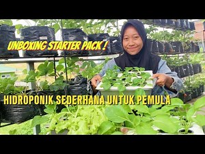 Cara Menanam Hidroponik Sederhana untuk Pemula | Mudah dan Praktis!