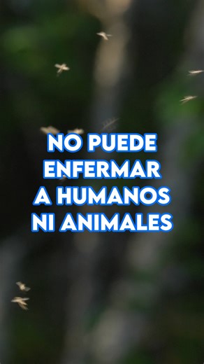 ✅ Conoce la verdad sobre Wolbachia, estrategia para luchar contra el dengue implementada con excelentes resultados en 15 países. Infórmate bien, tu decisión te protegerá contra el dengue, consulta con fuentes oficiales o llama a la Línea 113. Más información en: https://www.gob.pe/institucion/minsa/campañas/119973-plan-de-implementacion-y-evaluacion-de-la-estrategia-wolbachia | Ministerio de Salud del Perú