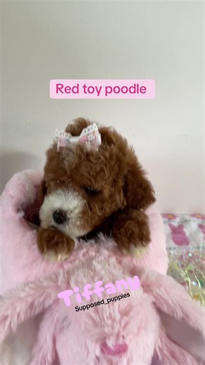 Tiffany, the Adorable Red Toy Poodle Personality