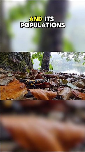 Top Ten Freshwater Species in Danger of Extinction: The Chinese Giant Salamander