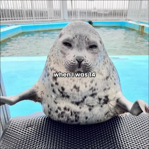 Amazing Seals: Fun Facts and Fascinating Behavior
