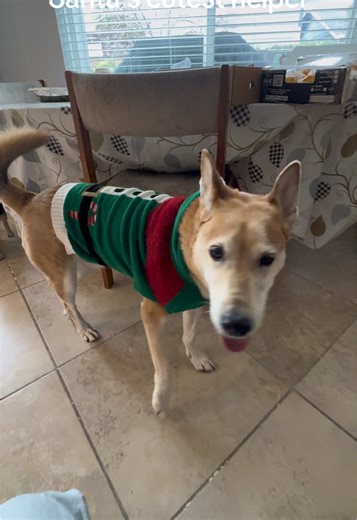 Santa's Cutest Helper: Adorable Dog Moments