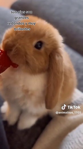 Conejito mini lop: Cuidados y características 🐇✨