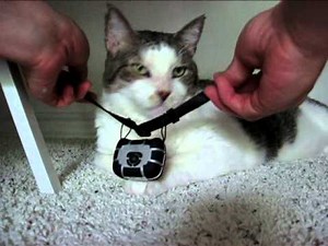 CatCam - Video Tutorial