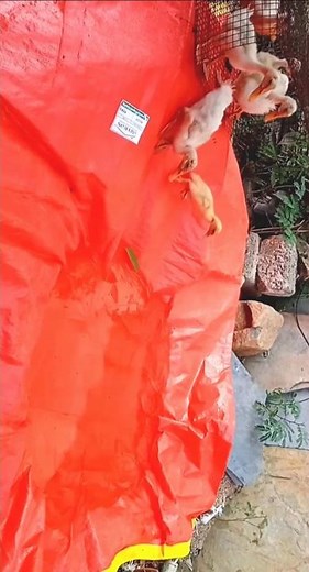 Baby Ducklings Bathing Time 🦆 | Sliding & Playing in Small Swing Pool | Village Style