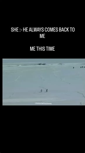 Meet the penguin that broke the internet, waddling straight into our timelines with zero effort and maximum attitude. Tiny steps, serious swag, and that iconic side eye saying, yes, I know I am famous. This little legend reminds us that you do not need wings to fly, just confidence and a cute walk. In a world moving too fast, the penguin pauses, waddles, and wins hearts anyway. Cold weather, warm vibes, endless memes. Proof that sometimes being yourself, awkward and adorable, is the real trend t