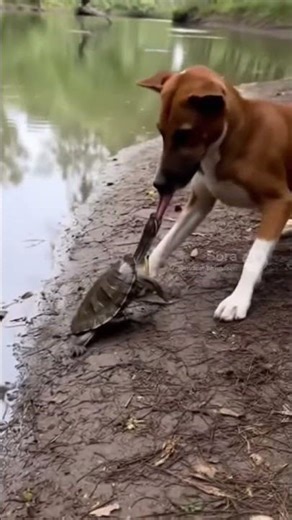 Dog Tries to Drink Water… But a Turtle Bites His Tongue! 😂🐶🐢