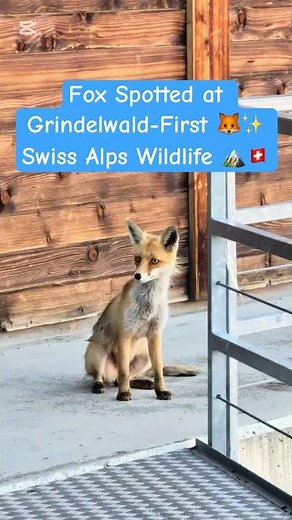 Fox Spotted at Grindelwald First 🦊✨ | Swiss Alps Wildlife #shorts
