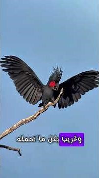 رحلة في حياة كوكاتو النخيل #طيور #اهميه #birds #بغبغان #اكسبلور #درة #معلومات #النظافه #كوكاتو