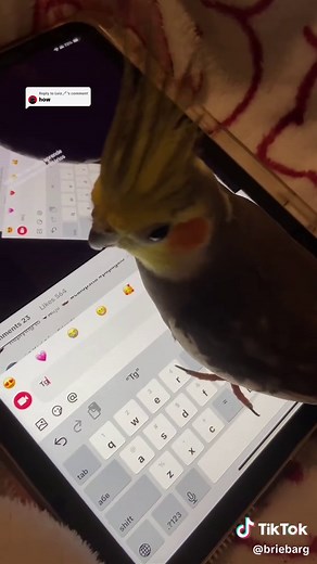 Understanding Cockatiel Care Tips