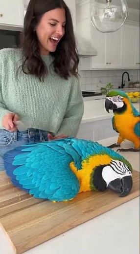 My Macaw FREAKED OUT! 😱🦜🍰