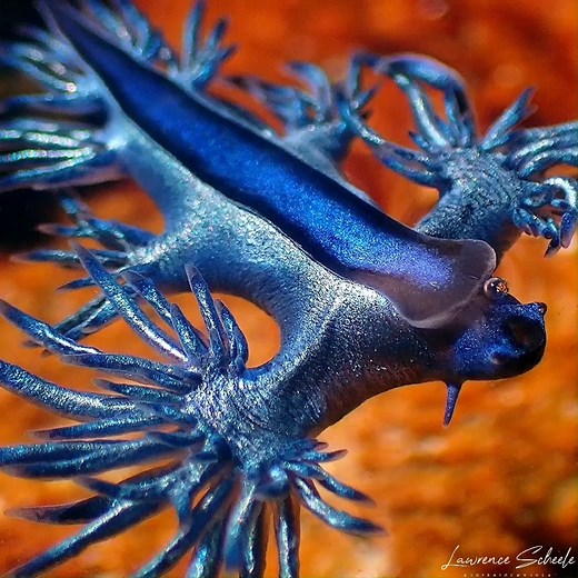 A bunch of bizarre-looking, blue sea creatures are washing up on Australia's east coast right now - the blue dragon, the bluebottle, the blue button and more! 💙 They're normally found floating around in the middle of the ocean, but are dubbed the blue "fleet" because they catch a ride to shore with the wind. https://ab.co/37lE8bW 🎥: Lawrence Scheele (@snorkeldownunder) | ABC Science