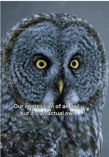 Discover Nature's Owls on Disney
