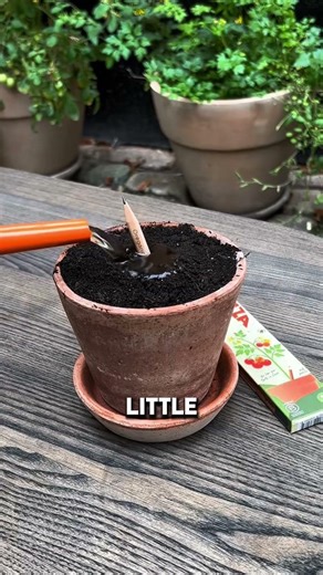 This Pencil Turns Into a Plant 😳🌱✏️