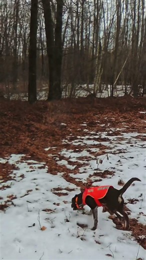 Adventure through Logging Trails