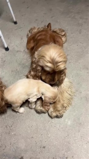 Adorable Cocker Spaniel Puppies Available for Adoption
