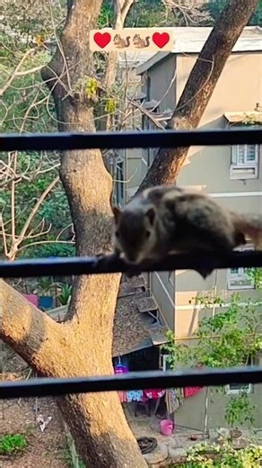See the 2nd Squirrel's expression!! ♥️🐿️🐿️♥️#shorts#youtubeshorts #squirrels #chipmunk