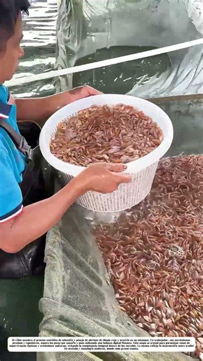 Clasificación de alevines: ¿Cómo el peso determina el éxito en la acuicultura?