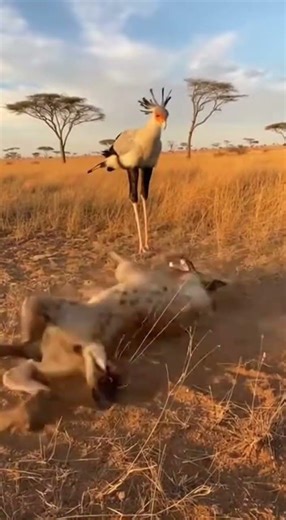 Secretary Bird Teaches How To Handle Big Guys
