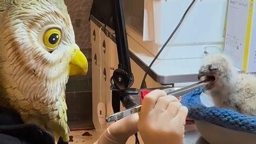 'Who' is behind the mask? Rehabilitators in RI go the extra mile to save owlets